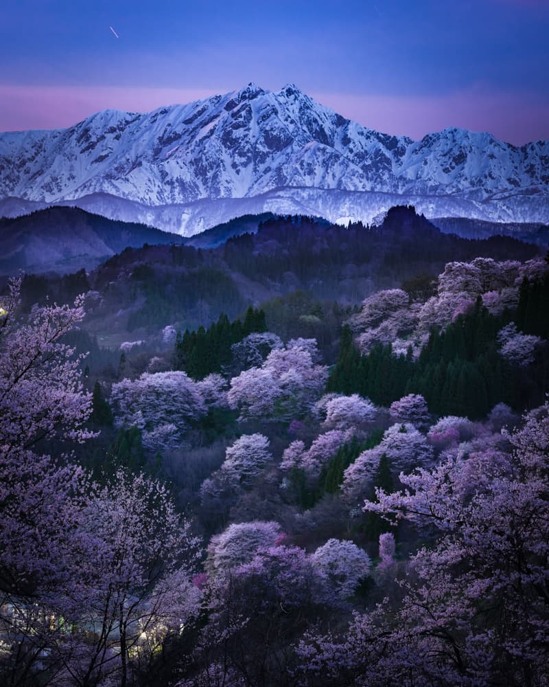 曙の鹿島槍ヶ岳と山桜