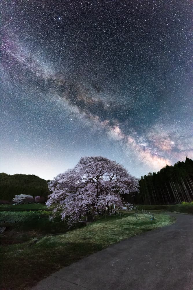 一本桜