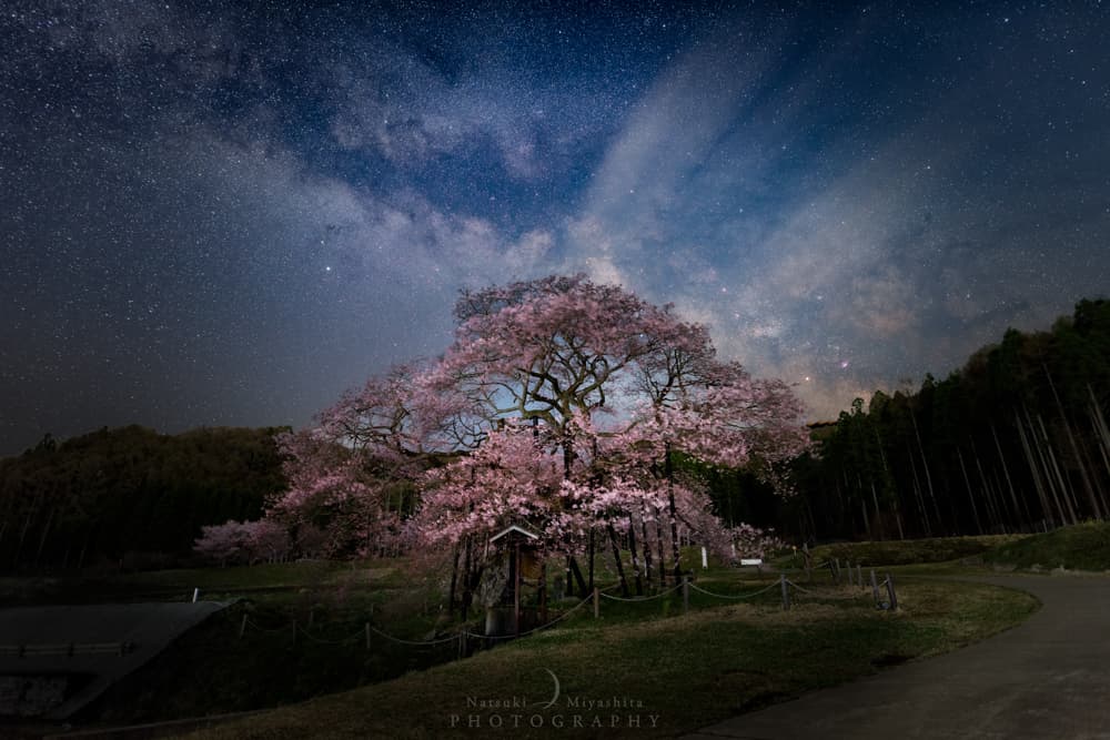 夜桜